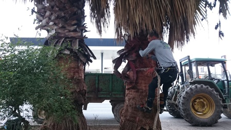 WhatsApp Image 2019-01-28 at 08.46.19 (1)-005palmeras