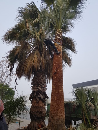 WhatsApp Image 2019-01-28 at 08.46.21 (4)-003palmeras