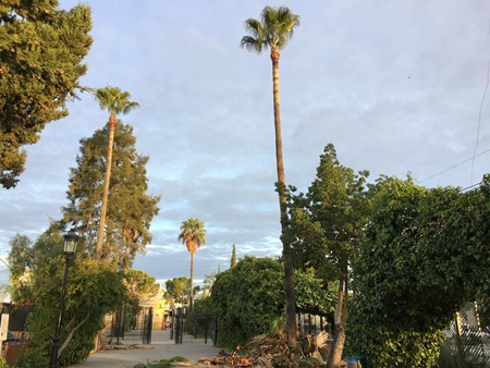 15032169_1674126992878846_9199303145973616627_nlimpieza de palmeras