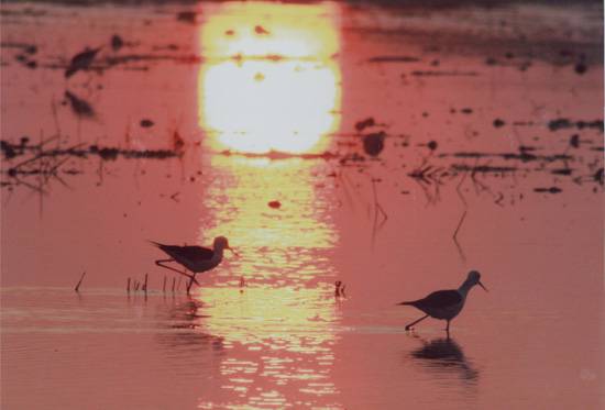 2º-PREMIO-JUAN-ANTONIO-MUÑOZ-RODRÍGUEZ--RECOGE-QUE-NOS-VAMOS-001