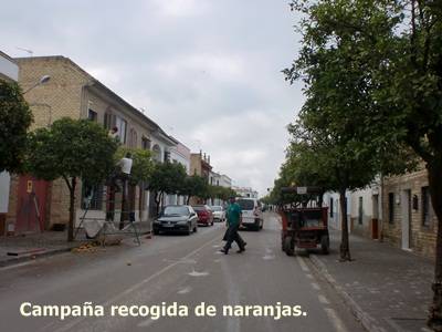 CIMG1868recogida naranjas