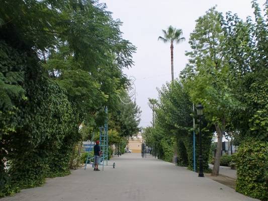 CIMG7265limpieza palmeras