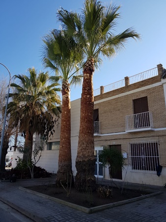 CKHW6382-001palmeras