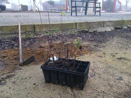 IMG-20141217-WA0008plantas