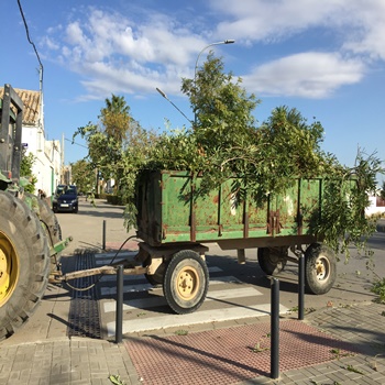 IMG-2689corte arboles