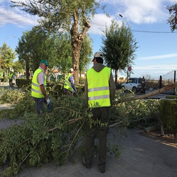 IMG-2691corte arboles