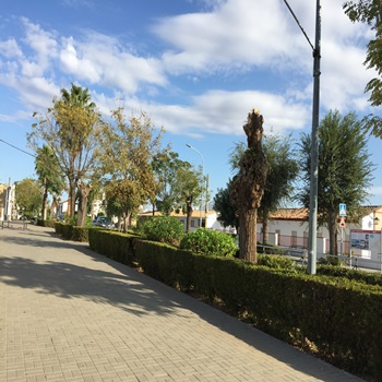 IMG-2693corte arboles