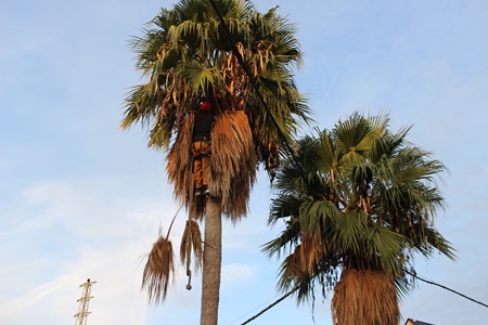 IMG_1640limpieza de palmeras