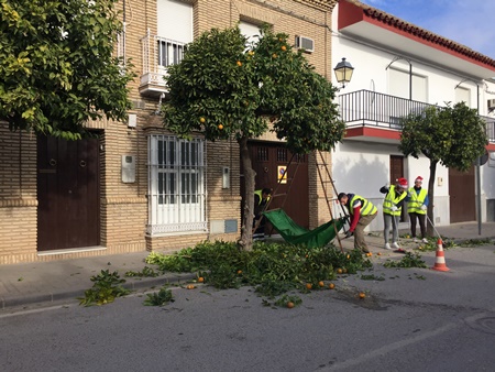 IMG_4482-002naranjos