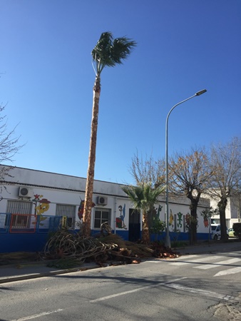 thumbnail_IMG_3824-006palmeras1